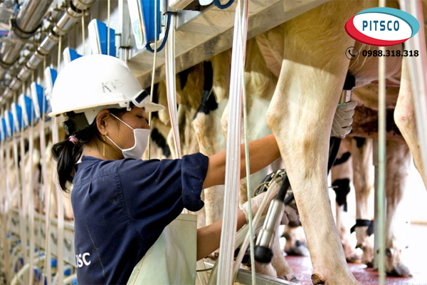 (Hình 2: Chăn nuôi bò sữa ở Nhật Bản)